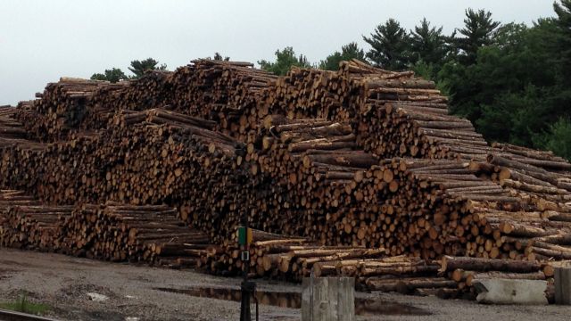 stack of logs at papermill