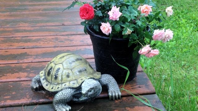 turtle yard ornament and flowers