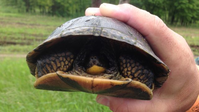 a turtle in hand
