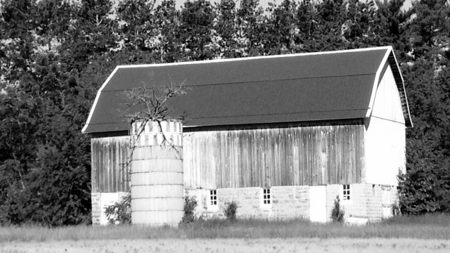 tree growing out of the top of a broken down silo.