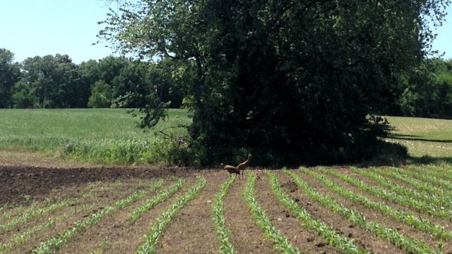family of sandhill cranes