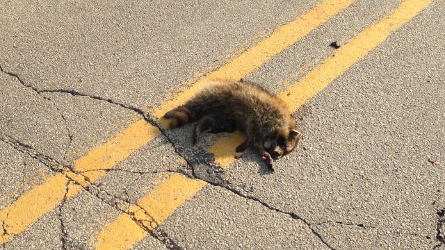 raccoon road kill