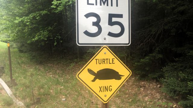 turtle crossing sign