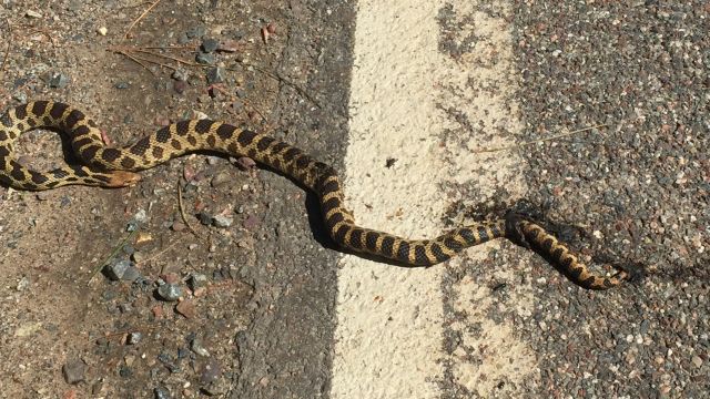 road kill snake