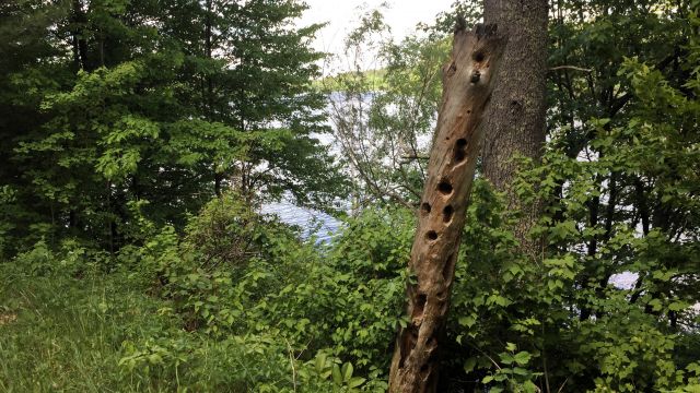 tree stump with woodpecker holes
