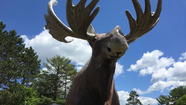 big moose statue