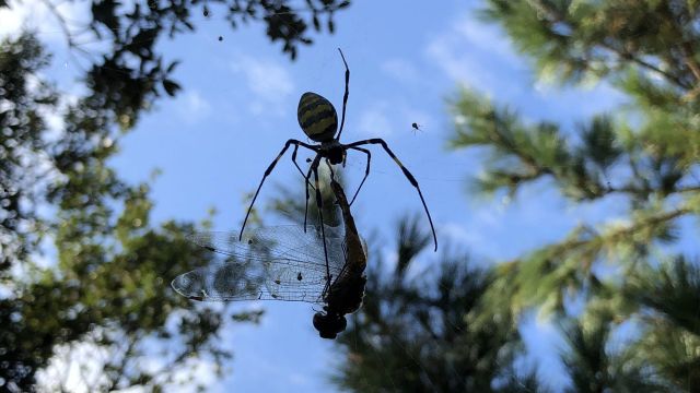 spider and prey