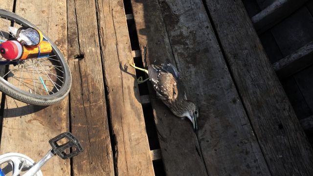 dead duck on the deck of a sampan boat