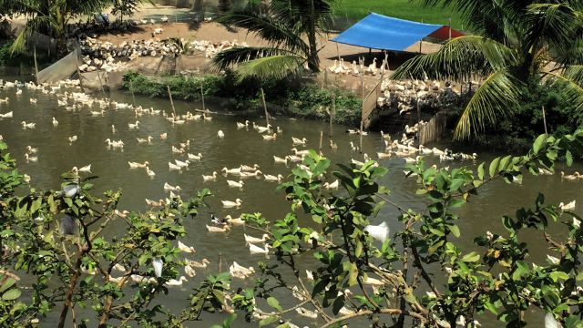 many white ducks in a fenced off part of the river