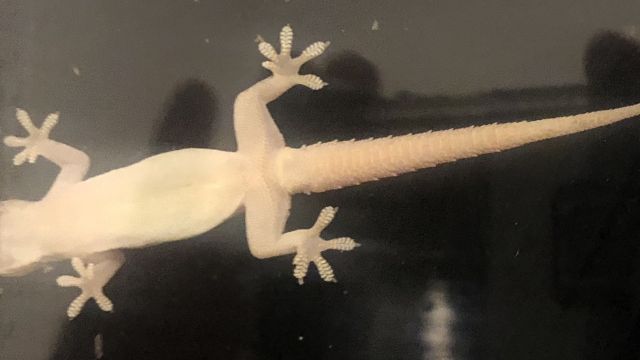 photo of gecko clinging to window