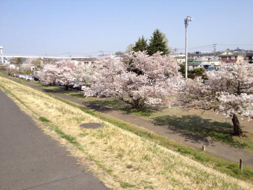 Sakura Ride