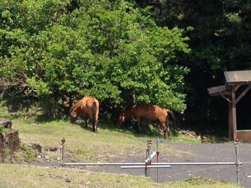 Oshima Island 2018