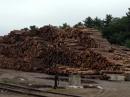 stack of logs at papermill