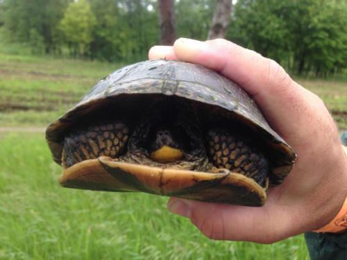 a turtle in hand