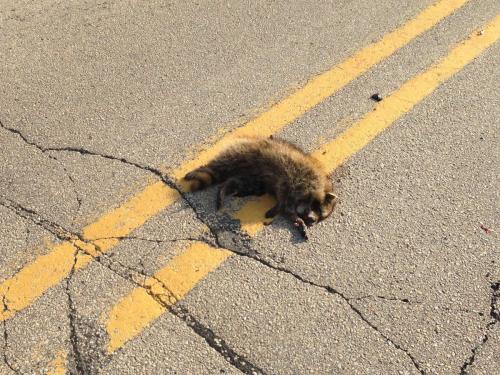 raccoon road kill