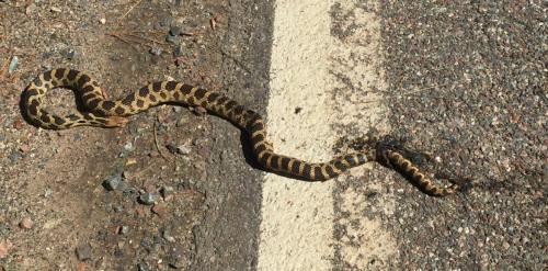 road kill snake