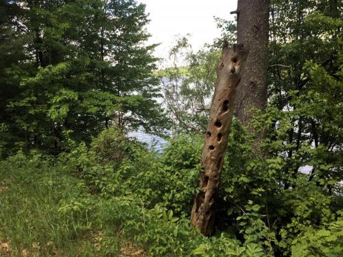 tree stump with woodpecker holes