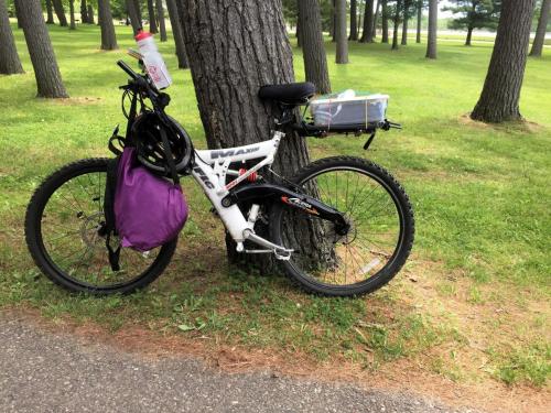 bicycle leaning against tree