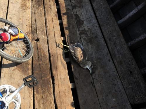dead duck on the deck of a sampan boat