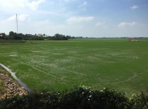 rice field