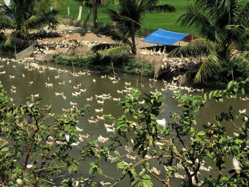 many white ducks in a fenced off part of the river