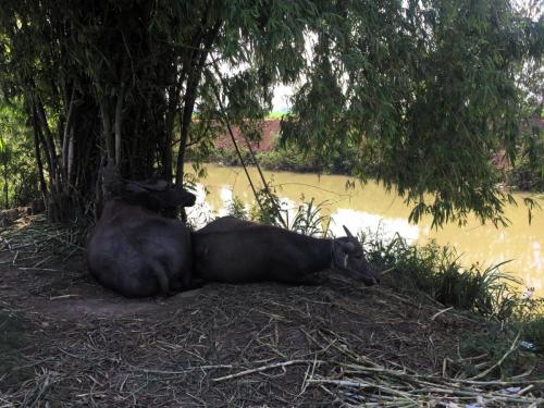 two water buffalo in the shade on river bank.