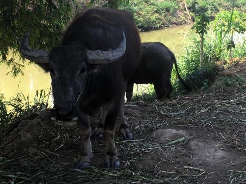 water buffalo