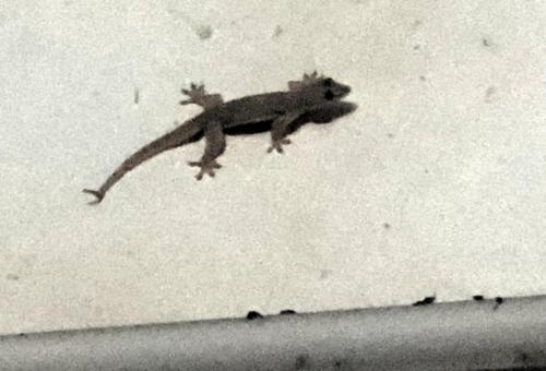 gecko on the wall