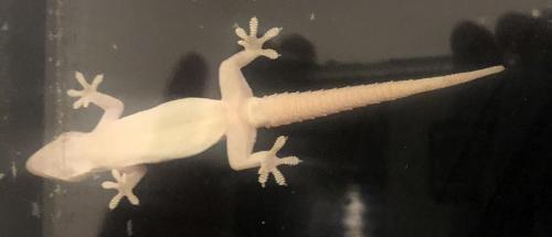 photo of gecko clinging to window
